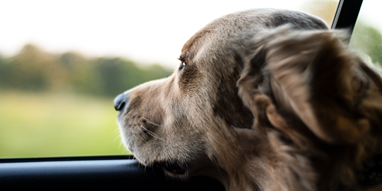 Insassen Funktion Mercedes-Benz