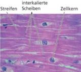 Histologie Muskelgewebe Studydrive