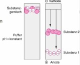 Bioanalytische Methoden 5. Elektrophoretisc... Studydrive