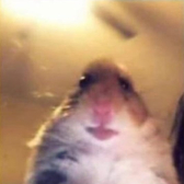 Hamster 