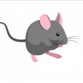 Anonyme Maus  