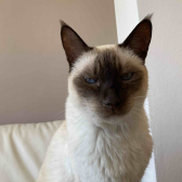Siamkatze  