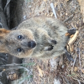 happyquokka  