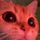 miau  