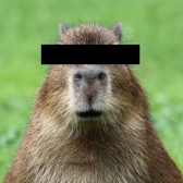 Anonymes Capybara 