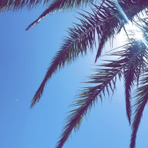 Palme82  