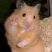 Anonymer Hamster  