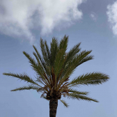 palm angel  
