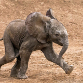 Anonymer Elefant  