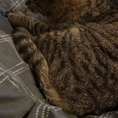 Anonyme Katze  