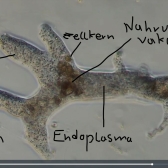 Herpetology 