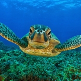 Anonyme Schildkröte 