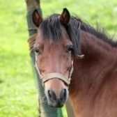 Ferd Blu (meddl loide) 
