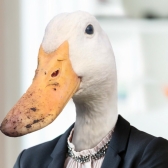 Professional Duck 
