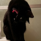 Anonymer Schwarzer Kater 