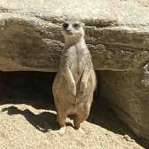 Anonymes Erdmännchen  