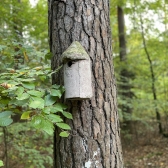 Waldkind  