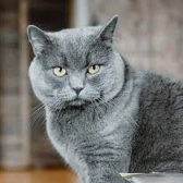 Britisch-Kurzhaar Katze  