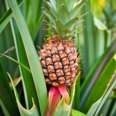 Pine Apple 