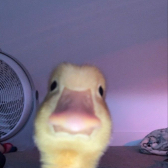 2470388.jpg
