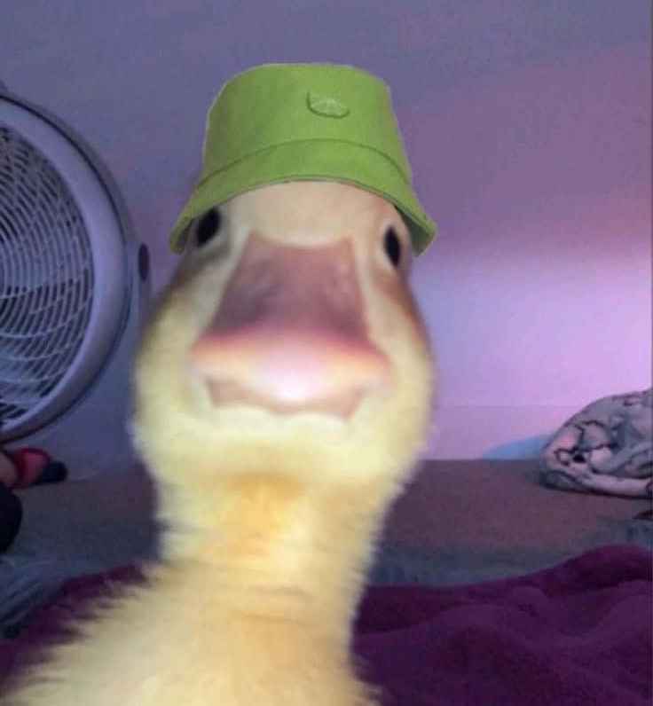 3233609.jpg