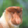 Nasenaffe  