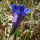 Blauer Enzian 
