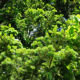 Anonymer Baum  