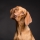 Anonymer Hund  