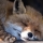 Anonymer Fuchs 