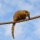 Anonymer Nasenbär 