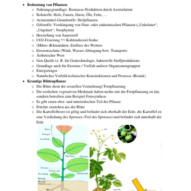 Dokument Zusammenfassung von Botanik II - Morphologie und Systematik