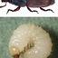 291196573683c67fa01ec57.01751480phpnc09mdftu91f1SRf47m.png