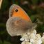 1352139138613dffda1fd9f4.07369545phpCHm3xv.jpg