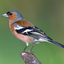 15034404996629753e72fb29.33676085php7ISDe1.png