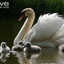 194296976662975a8ca3ae8.58149750phpurMgTM.png